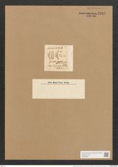 Cymbella epithemoides Rabenh. (de-Toni-Nr.: Genus 33, Species 1427) Zeichnungen Sammlung Grunow Nr. 2705 (NHMW-BOT-W0369967)